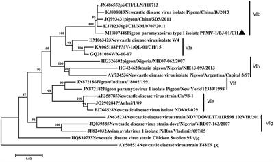 Isolation and Pathogenic Characterization of Pigeon Paramyxovirus Type 1 via Different Inoculation Routes in Pigeons